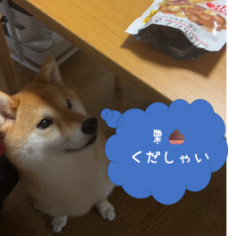 スタッフのつぶやき。。。