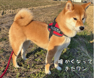 スタッフのつぶやき。。。