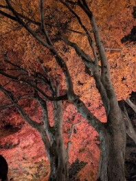 河口湖の秋　おすすめです