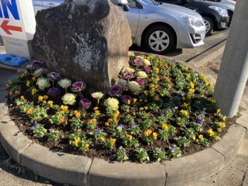 冬の花壇植え付け