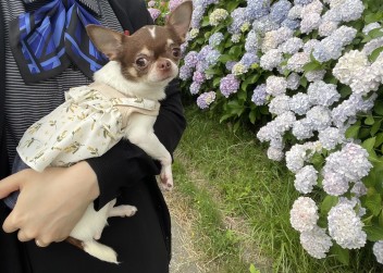 シエラちゃんと紫陽花⭐