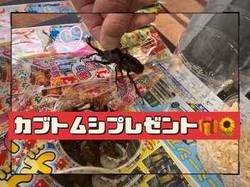 ★夏！！！カブトムシプレゼント企画！！！★