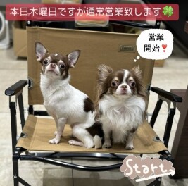 本日木曜日ですが、今日から通常営業します！！