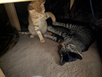 猫もこたつで