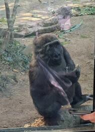 京都市動物園