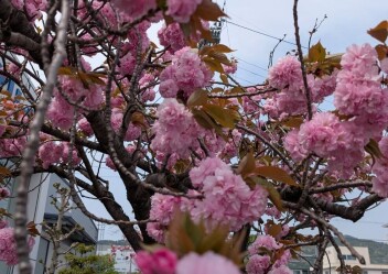 春はどこへ・・・