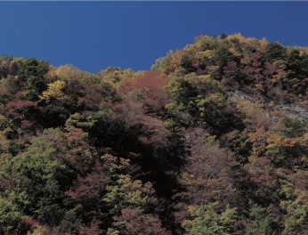 ★　秋の花粉にご注意！　★