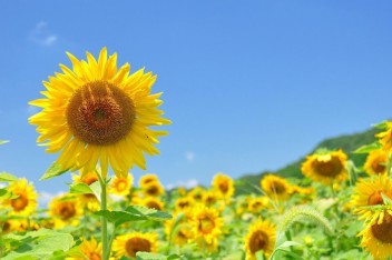 ♦ 週末は夏ﾄｸﾌｪｱ ♦