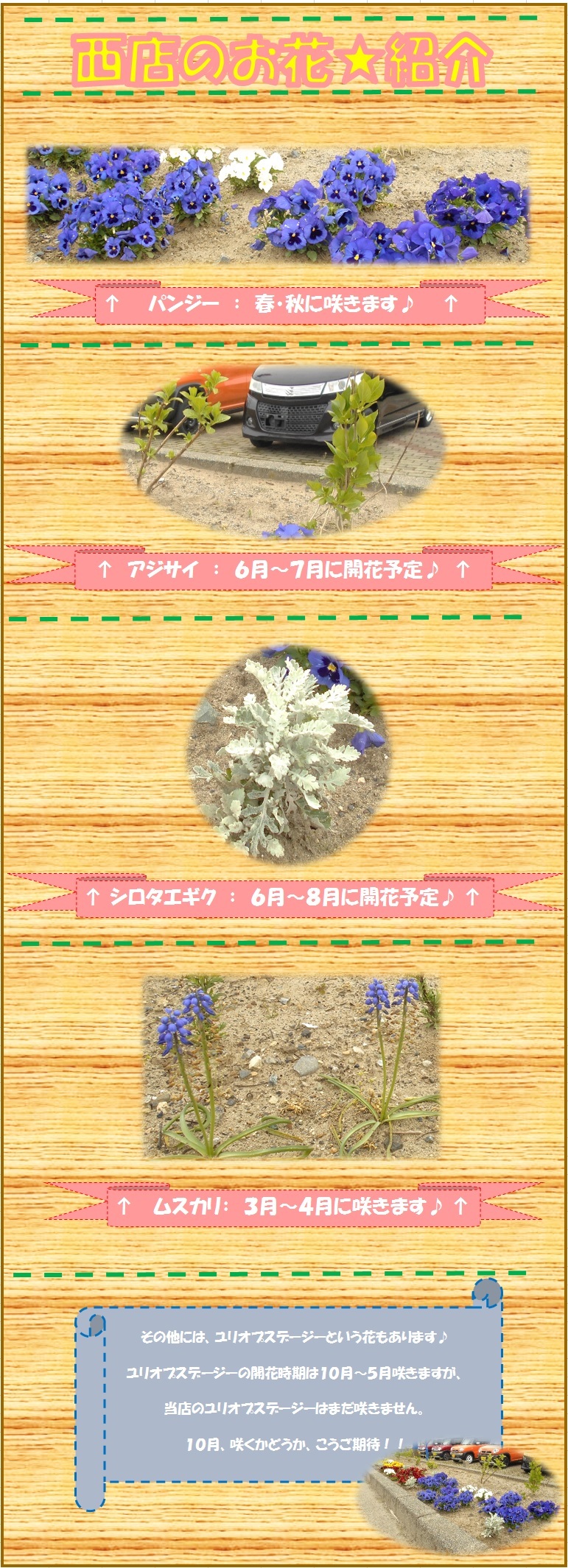 花壇の花紹介jpg