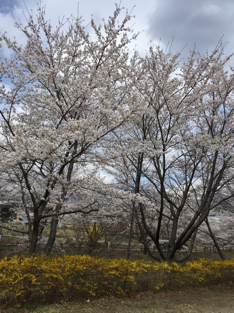 桜２