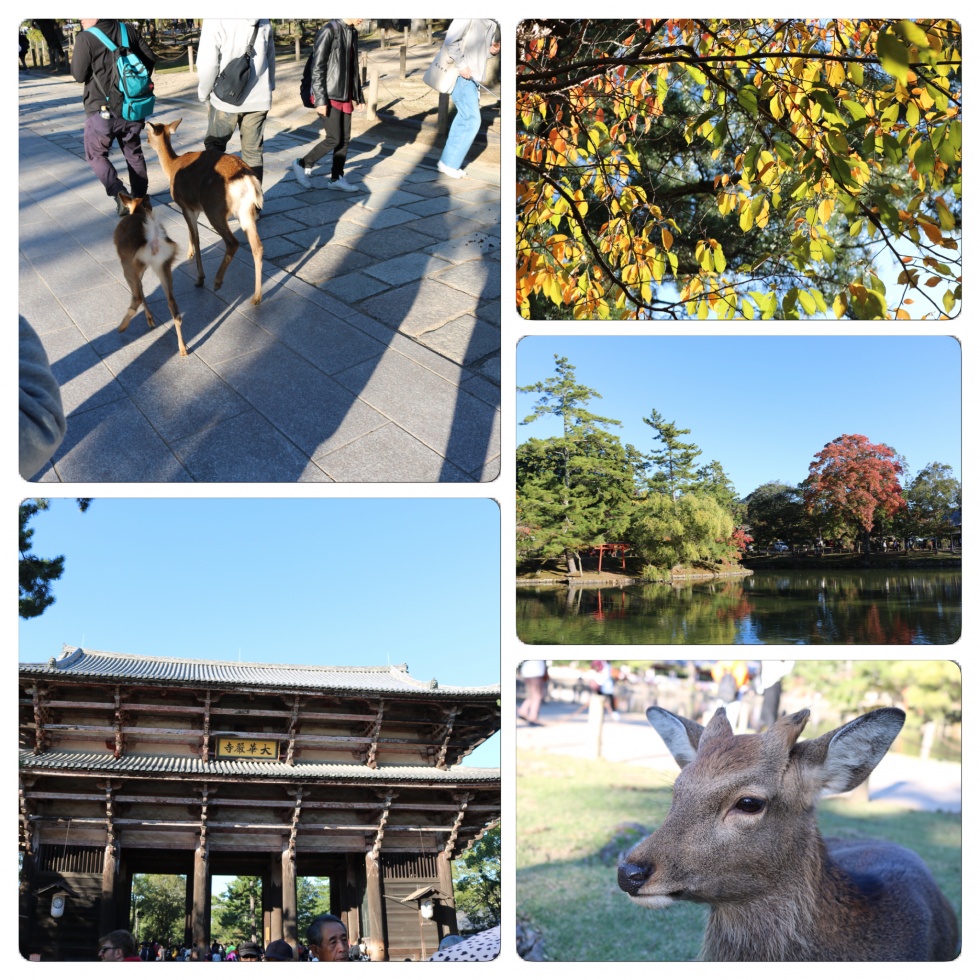 奈良公園４