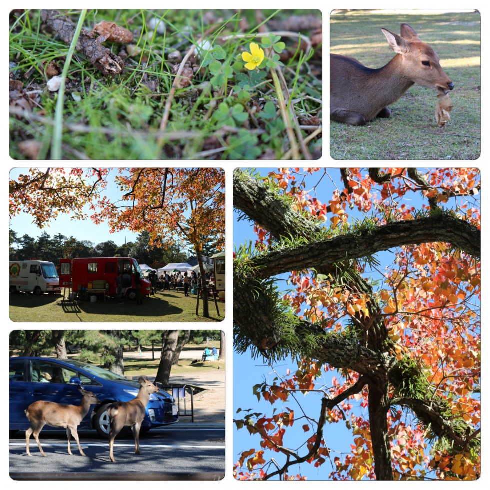 奈良公園３