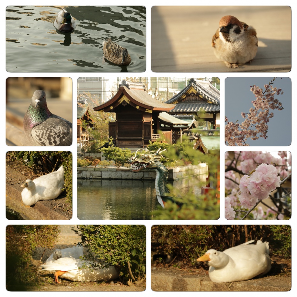 2018.4.3京都2