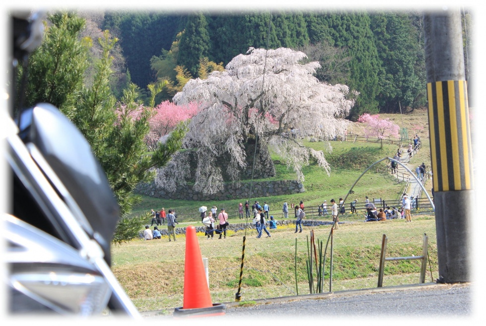 桜バイク