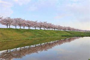 小野桜つつみ回廊