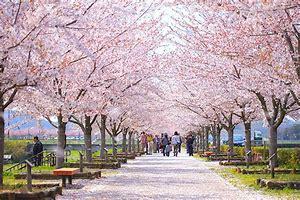 小野桜つつみ回廊2