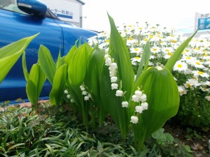 花壇　りんどう