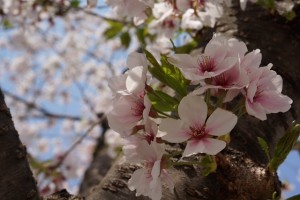 桜3