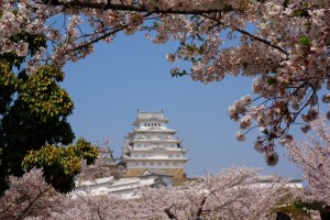 姫路桜3