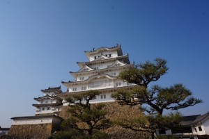 姫路桜2