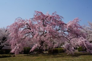 姫路桜５