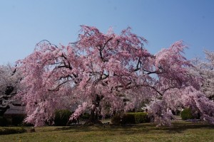 姫路桜5