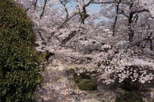 姫路桜4