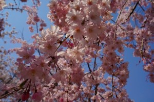 桜2