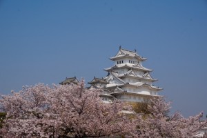姫路桜6