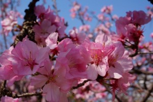 桜1