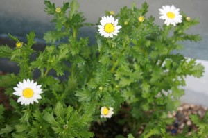 お花01