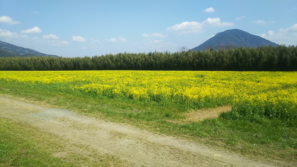 菜の花３
