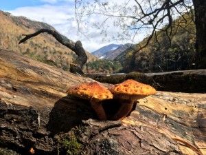 IMG_0588