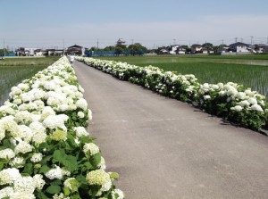 DSCF0852