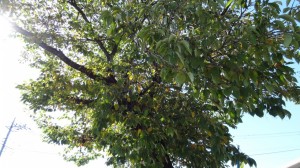DSC09414