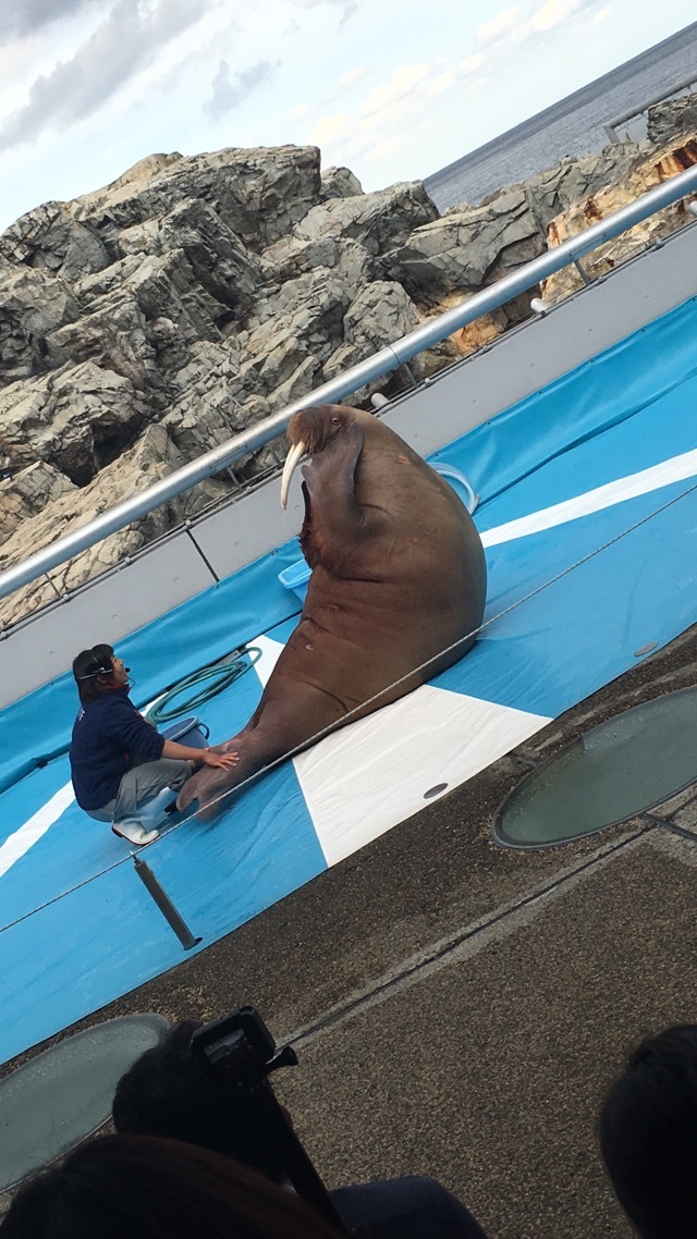 うみたまご３