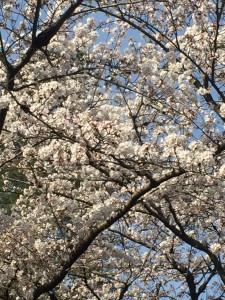 写真 2018-03-27 7 56 15