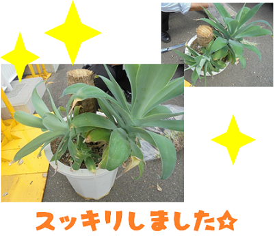 植物２