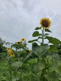 「大雨」か「蒸暑い」