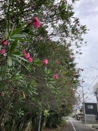 夏がはじまりました。