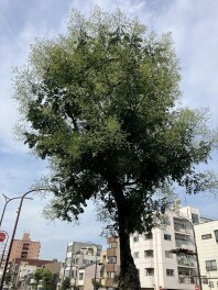 逃げてください！