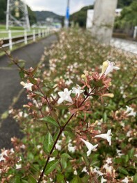 あ～～夏休み