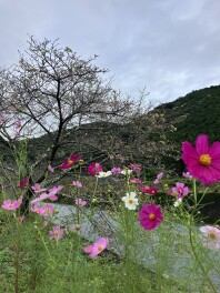 秋桜