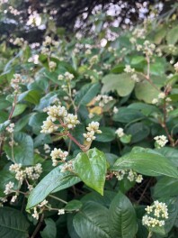 花？？花？？
