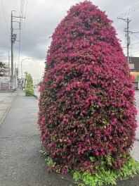 ××モンスター！？