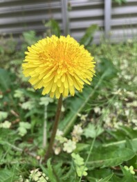 ゆく春に浸りましょう。