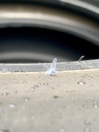 雪虫