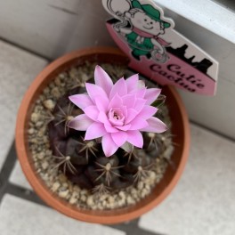 サボテンに花が・・・！！