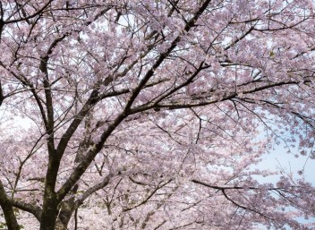 4月！！新年度始まりました。