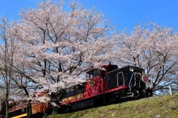 亀岡桜のお勧めスポット！！